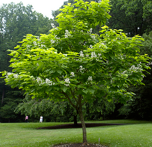 CATALPA BIGNOIDES  